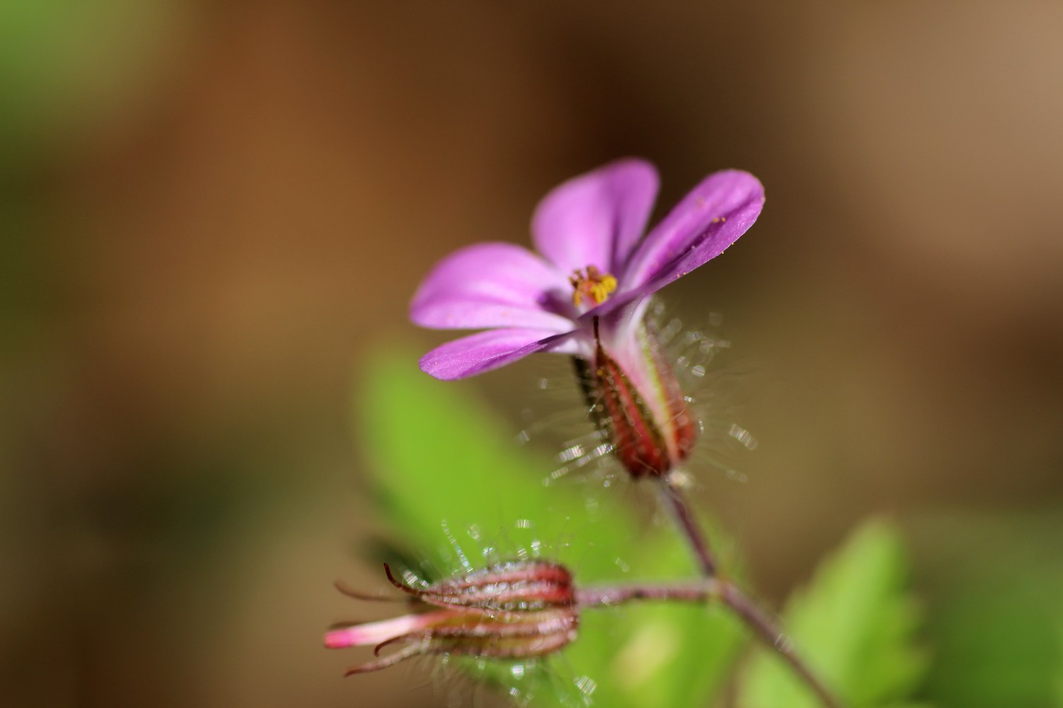 Wallpapers Nature Flowers 