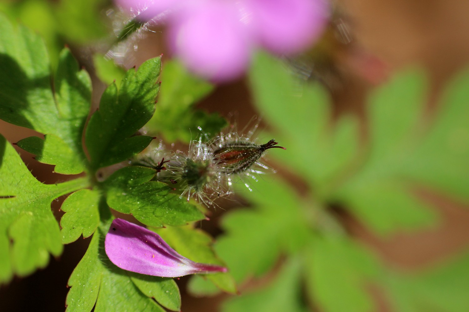 Fonds d'cran Nature Fleurs 