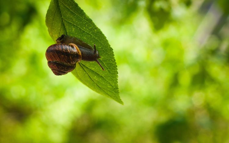 Fonds d'cran Animaux Escargots - Limaces Wallpaper N373814