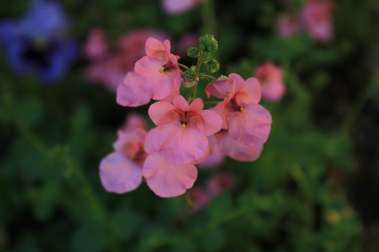 Fonds d'cran Nature Fleurs fleur