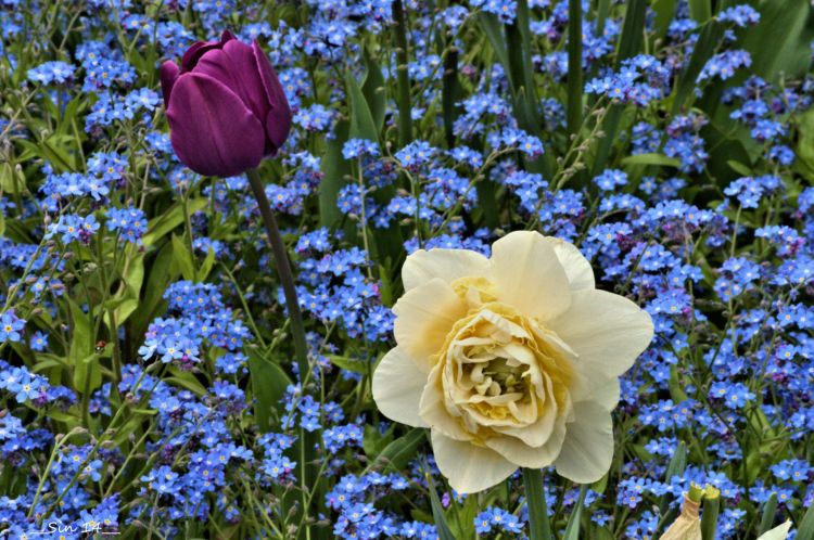 Fonds d'cran Nature Fleurs fleurs des villes