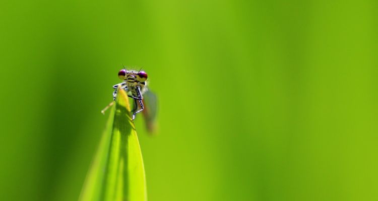 Fonds d'cran Animaux Insectes - Libellules Wallpaper N373971