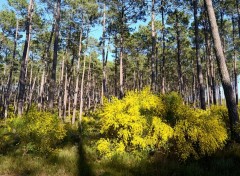  Nature Fort landaise 