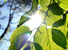  Nature soleil traversant les feuilles