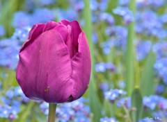  Nature fleurs des villes