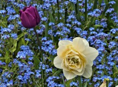  Nature fleurs des villes