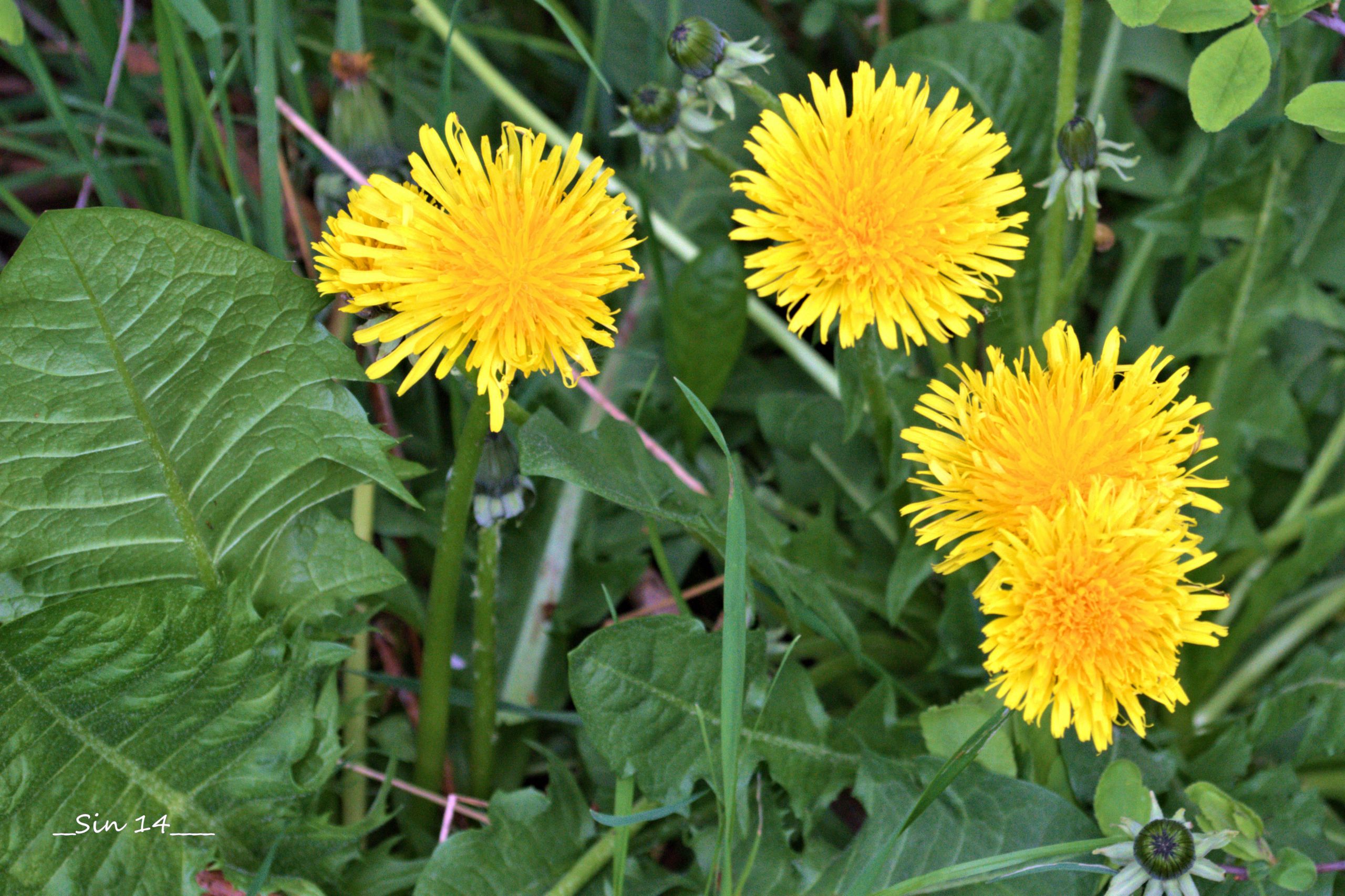 Fonds d'cran Nature Fleurs 