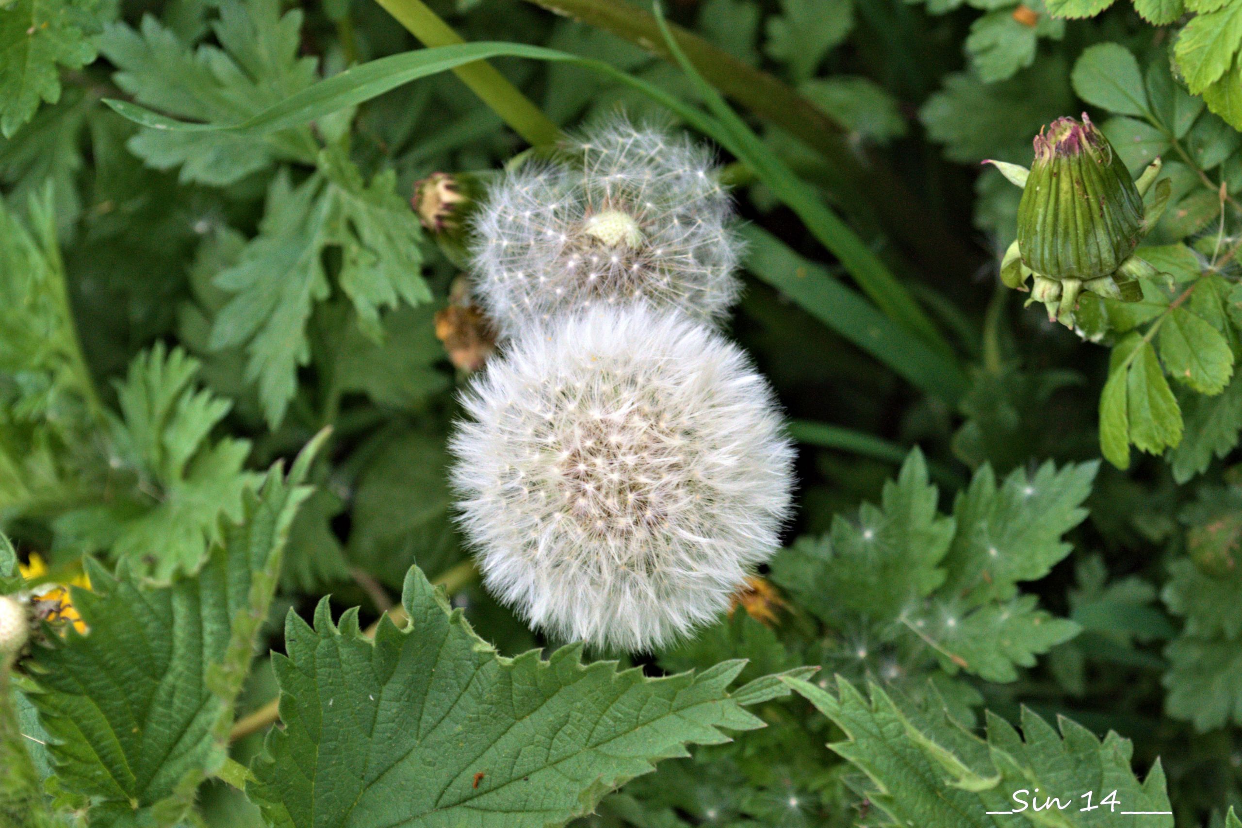 Fonds d'cran Nature Fleurs 