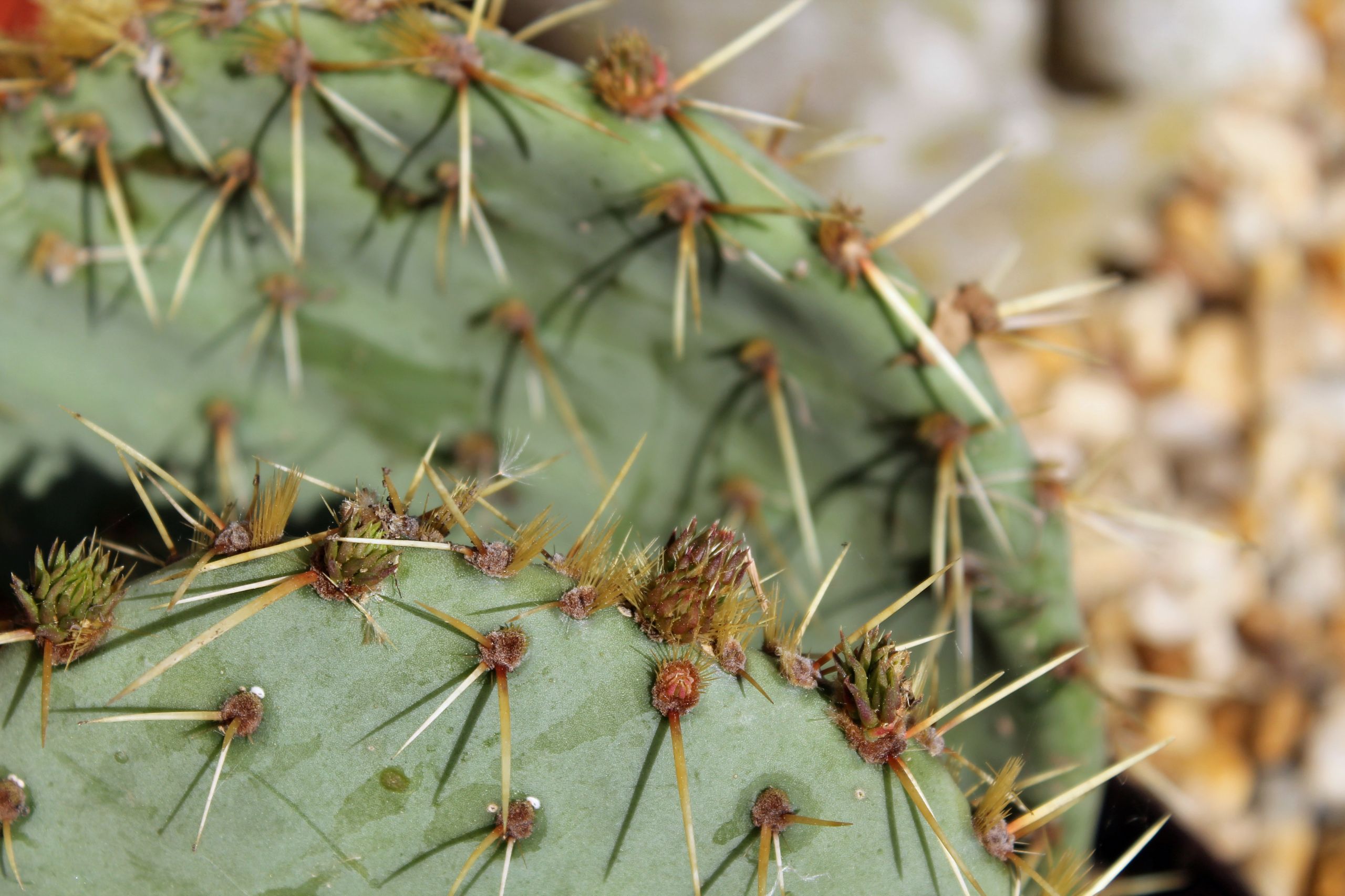 Fonds d'cran Nature Cactus 