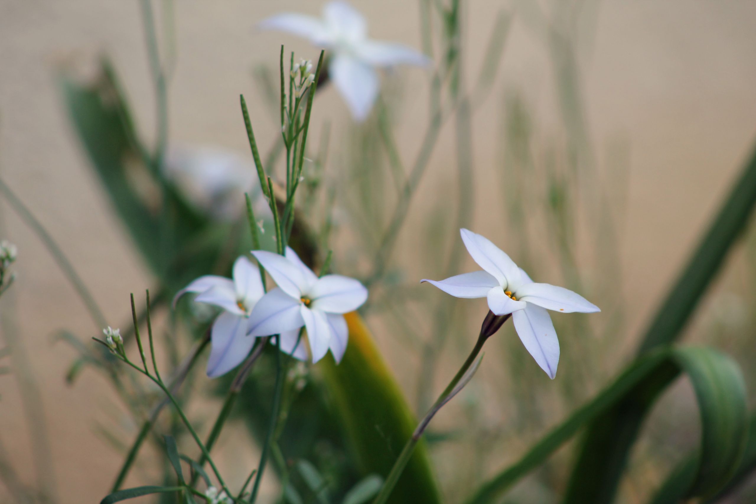 Wallpapers Nature Flowers 