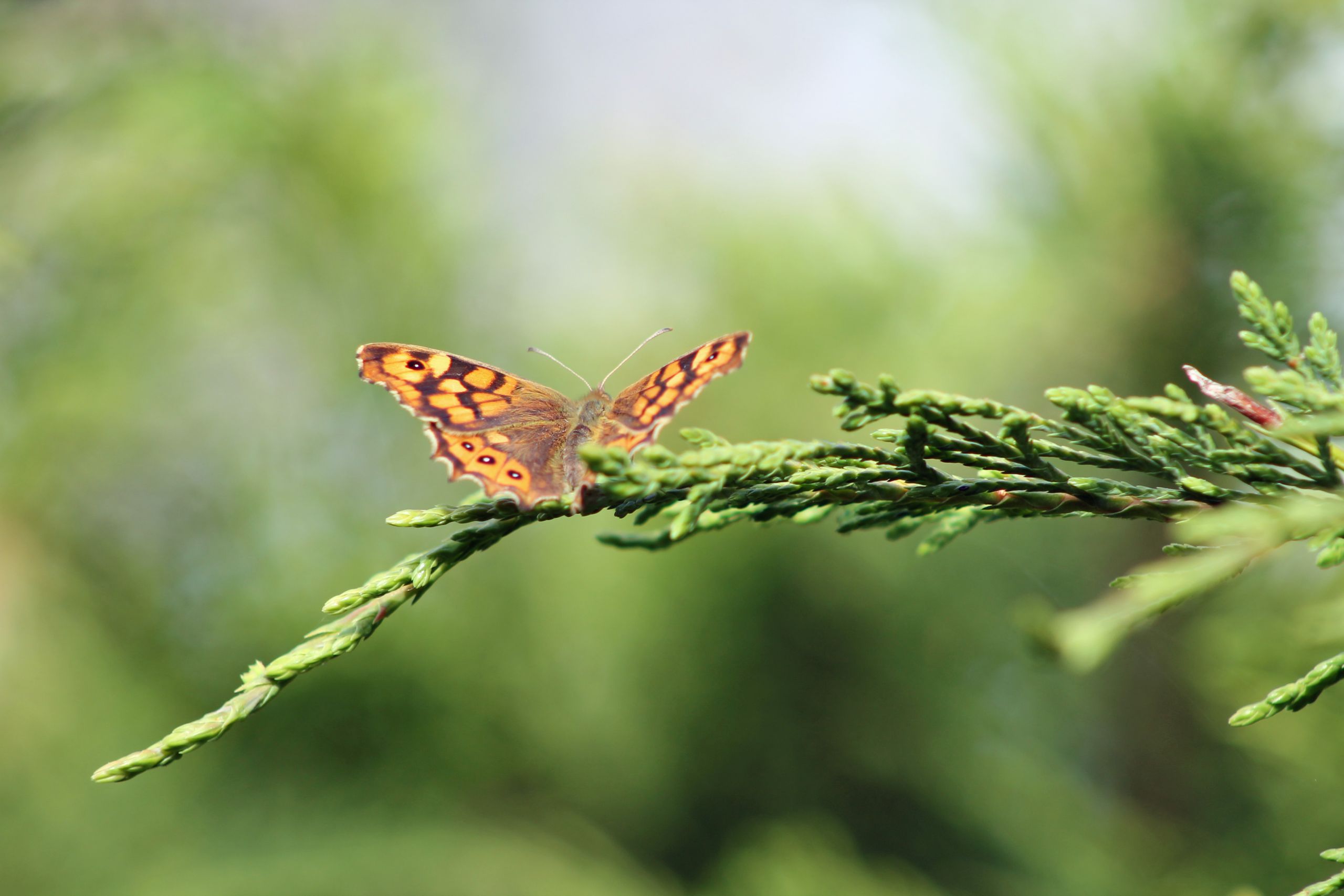 Wallpapers Animals Insects - Butterflies 