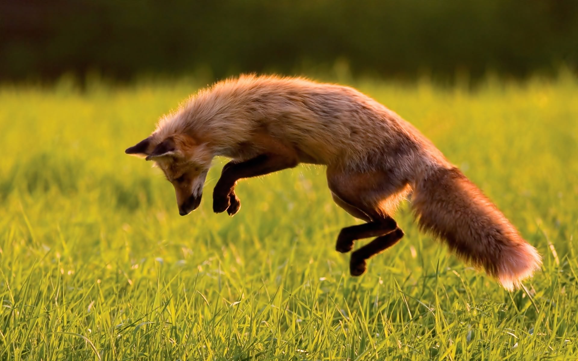 Wallpapers Animals Foxes 