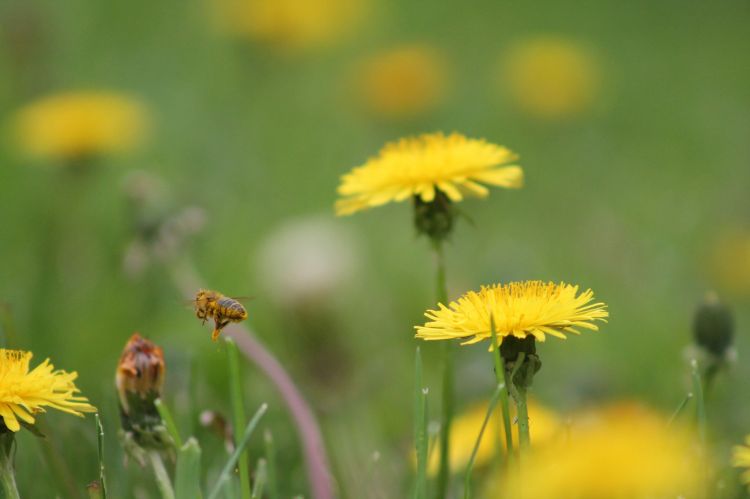 Fonds d'cran Animaux Insectes - Abeilles Gupes ... Wallpaper N374119