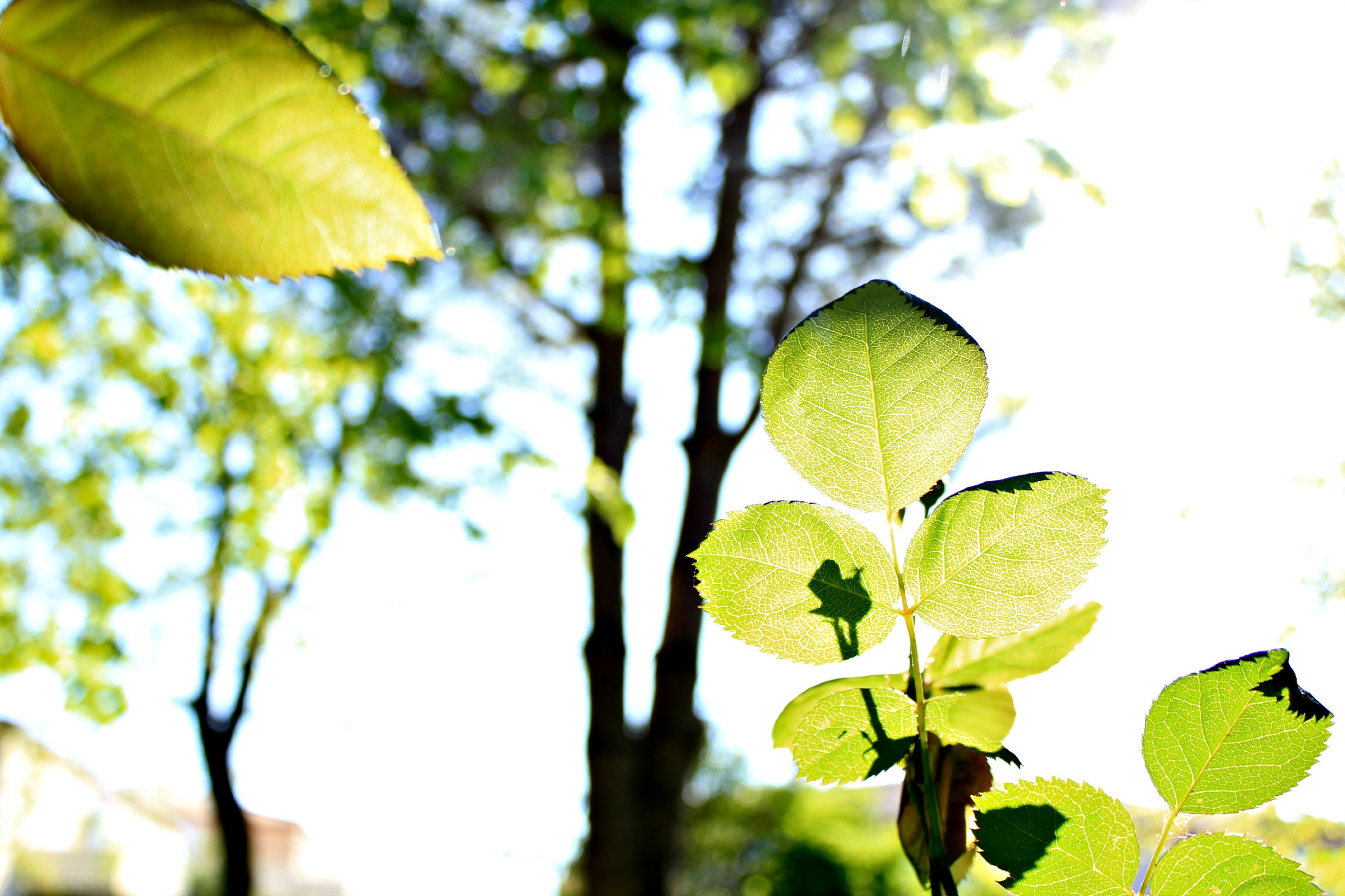 Wallpapers Nature Leaves - Foliage 