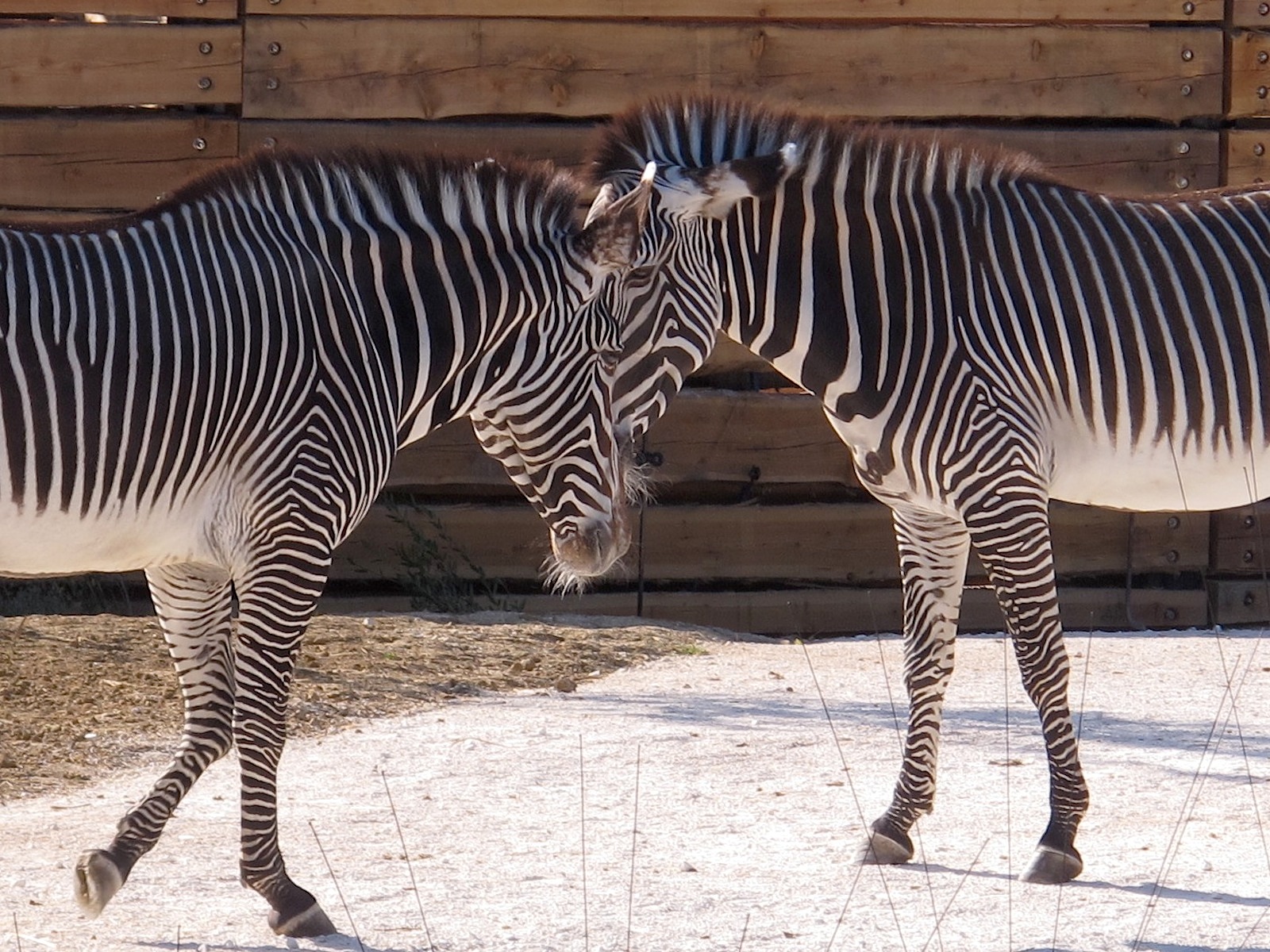 Wallpapers Animals Zebras Vincennes