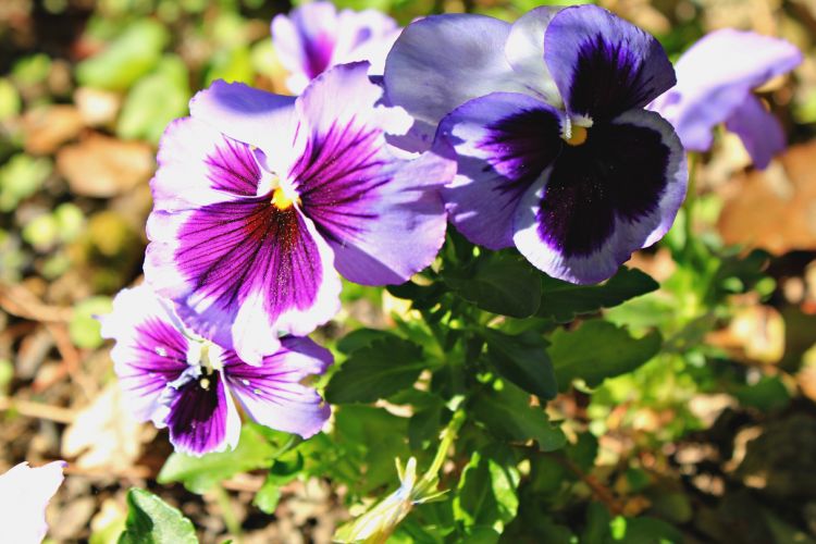 Fonds d'cran Nature Fleurs fleur