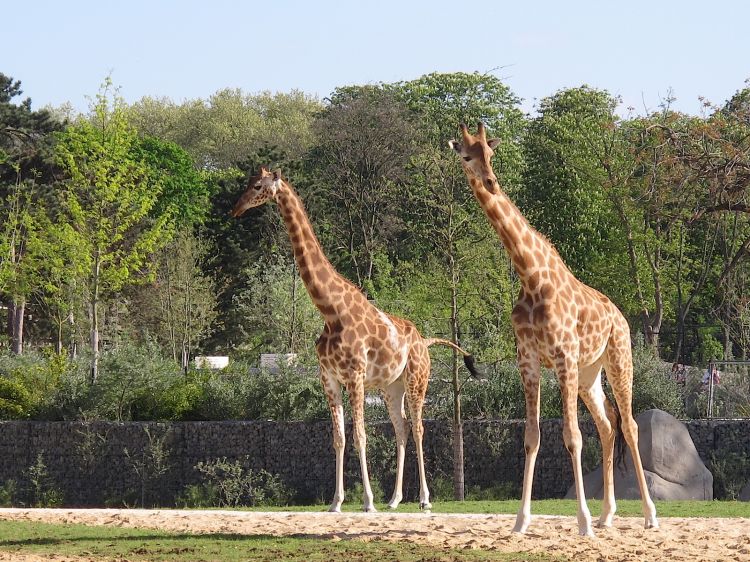 Fonds d'cran Animaux Girafes Vincennes