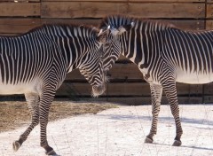  Animals Vincennes