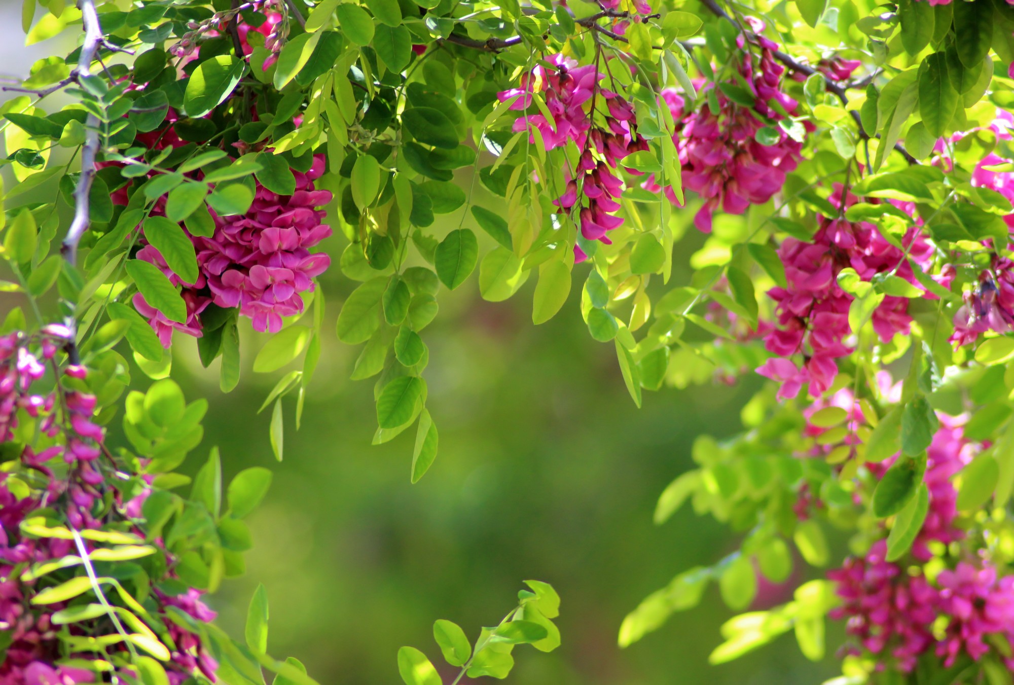 Wallpapers Nature Flowers Acacia