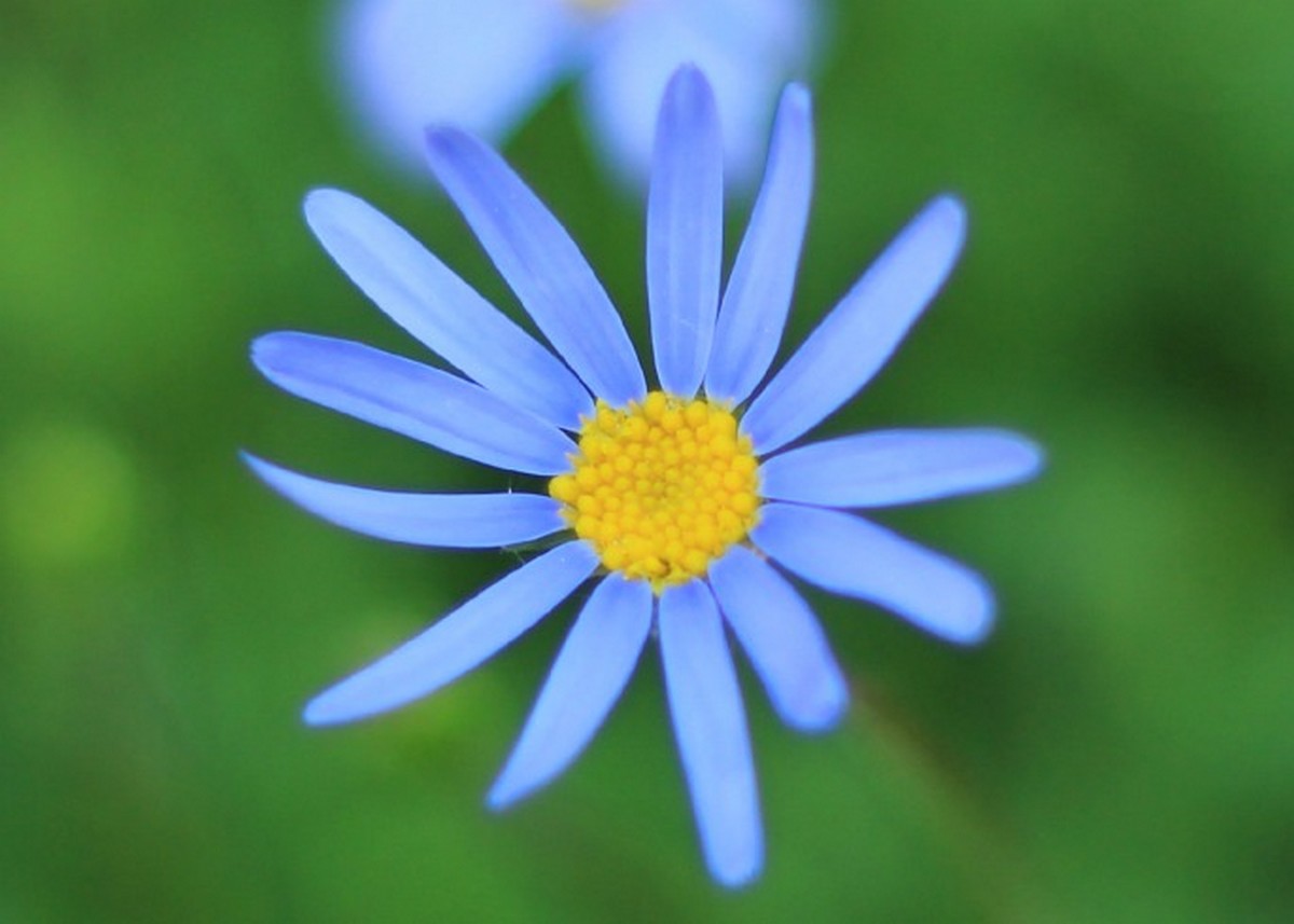 Fonds d'cran Nature Fleurs 