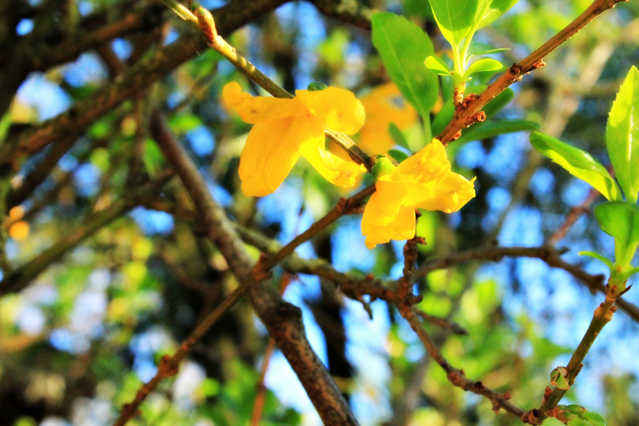 Fonds d'cran Nature Fleurs 