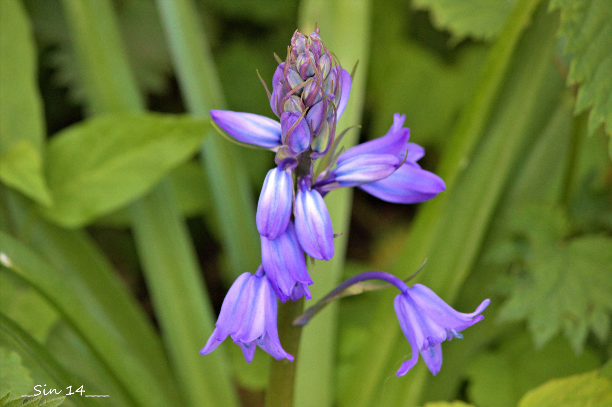 Fonds d'cran Nature Fleurs 