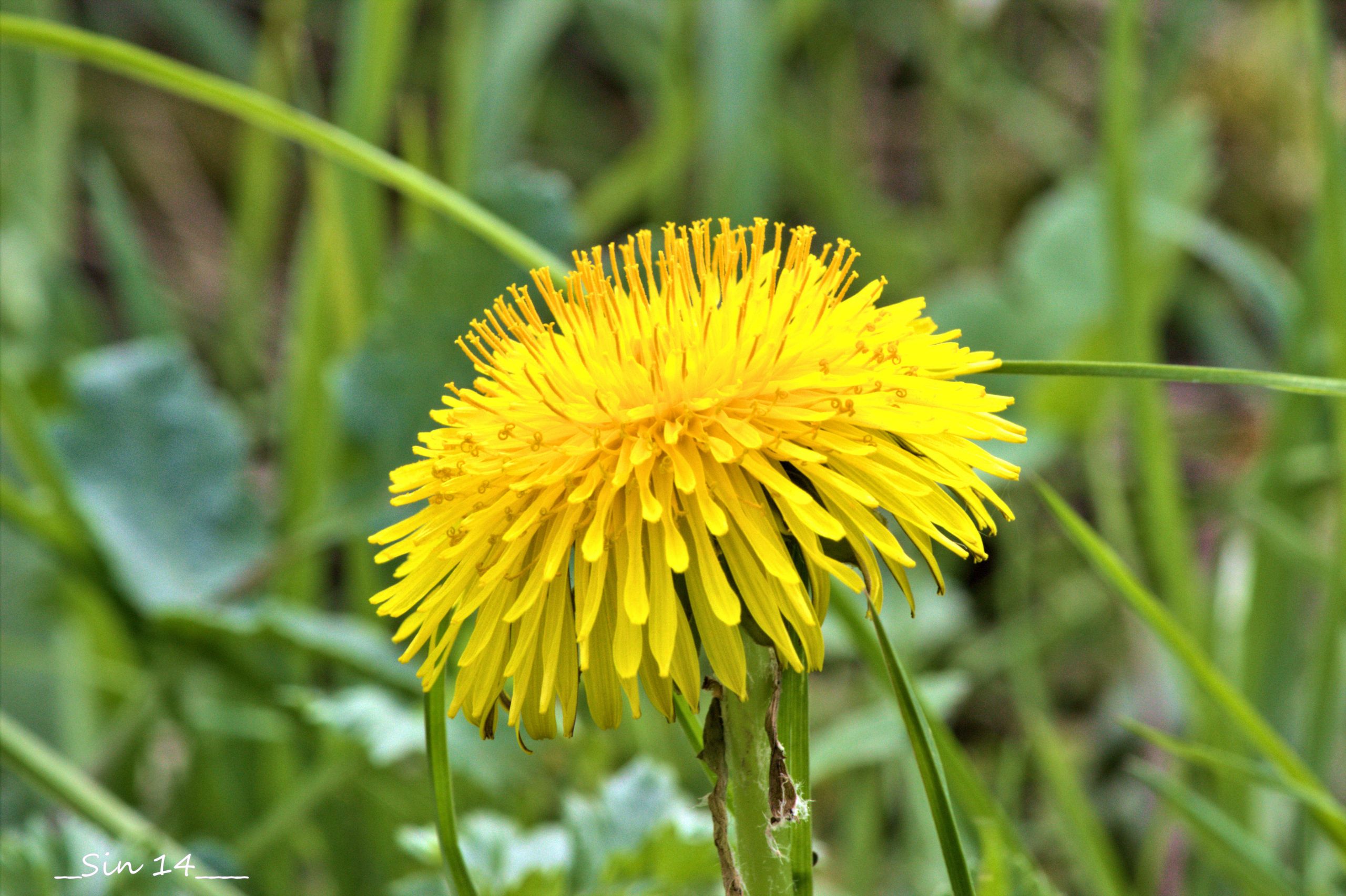 Wallpapers Nature Flowers 