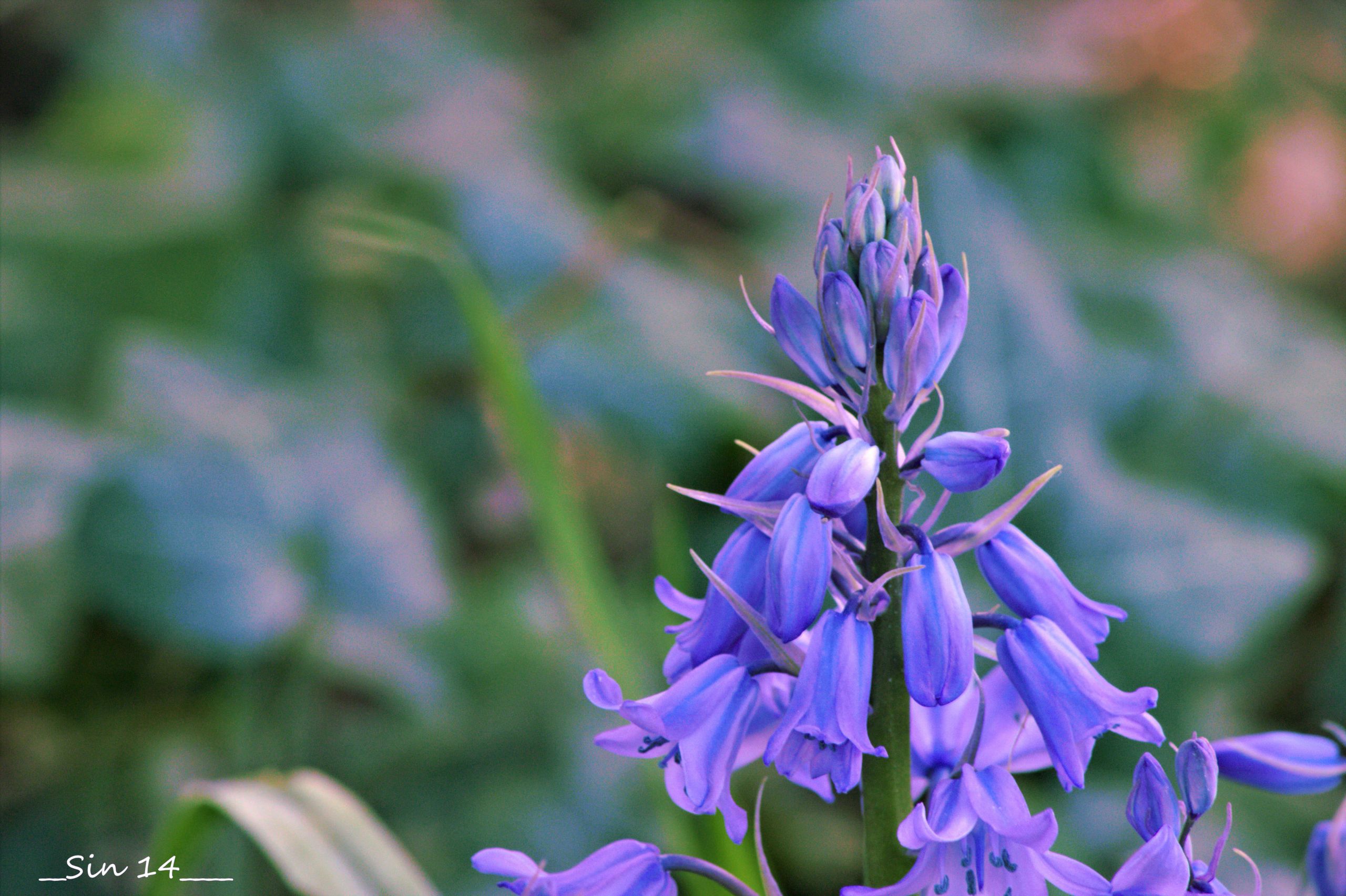 Fonds d'cran Nature Fleurs 