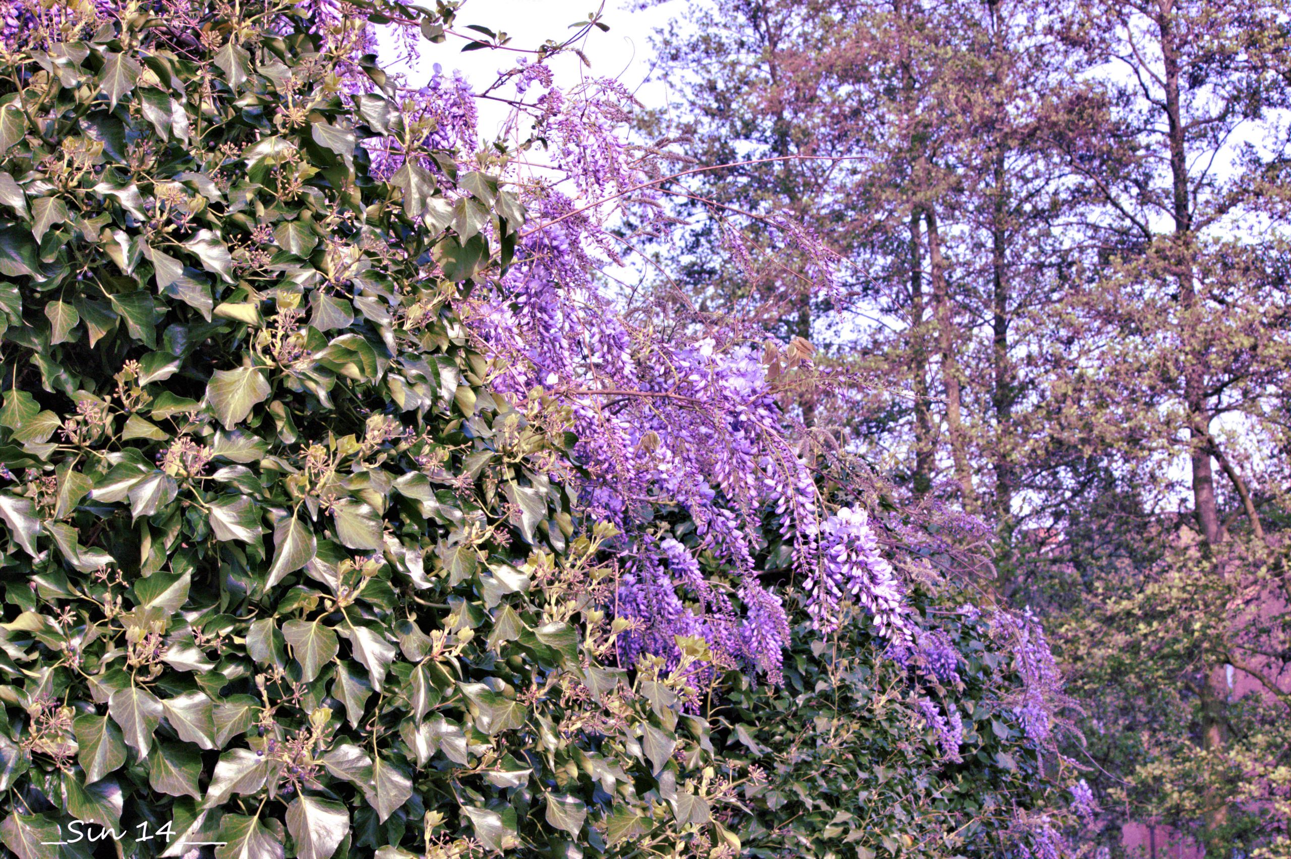 Fonds d'cran Nature Fleurs 