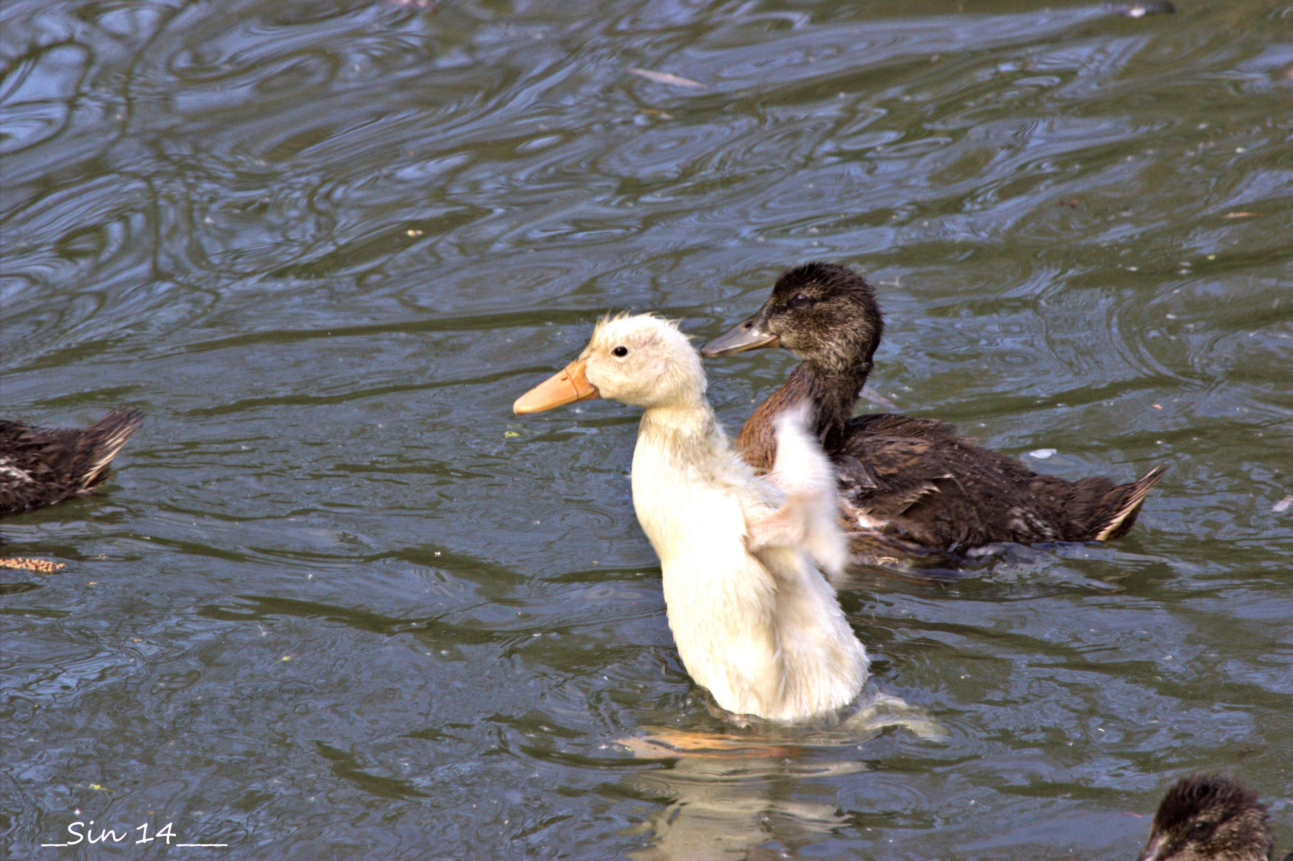 Wallpapers Animals Birds - Ducks 