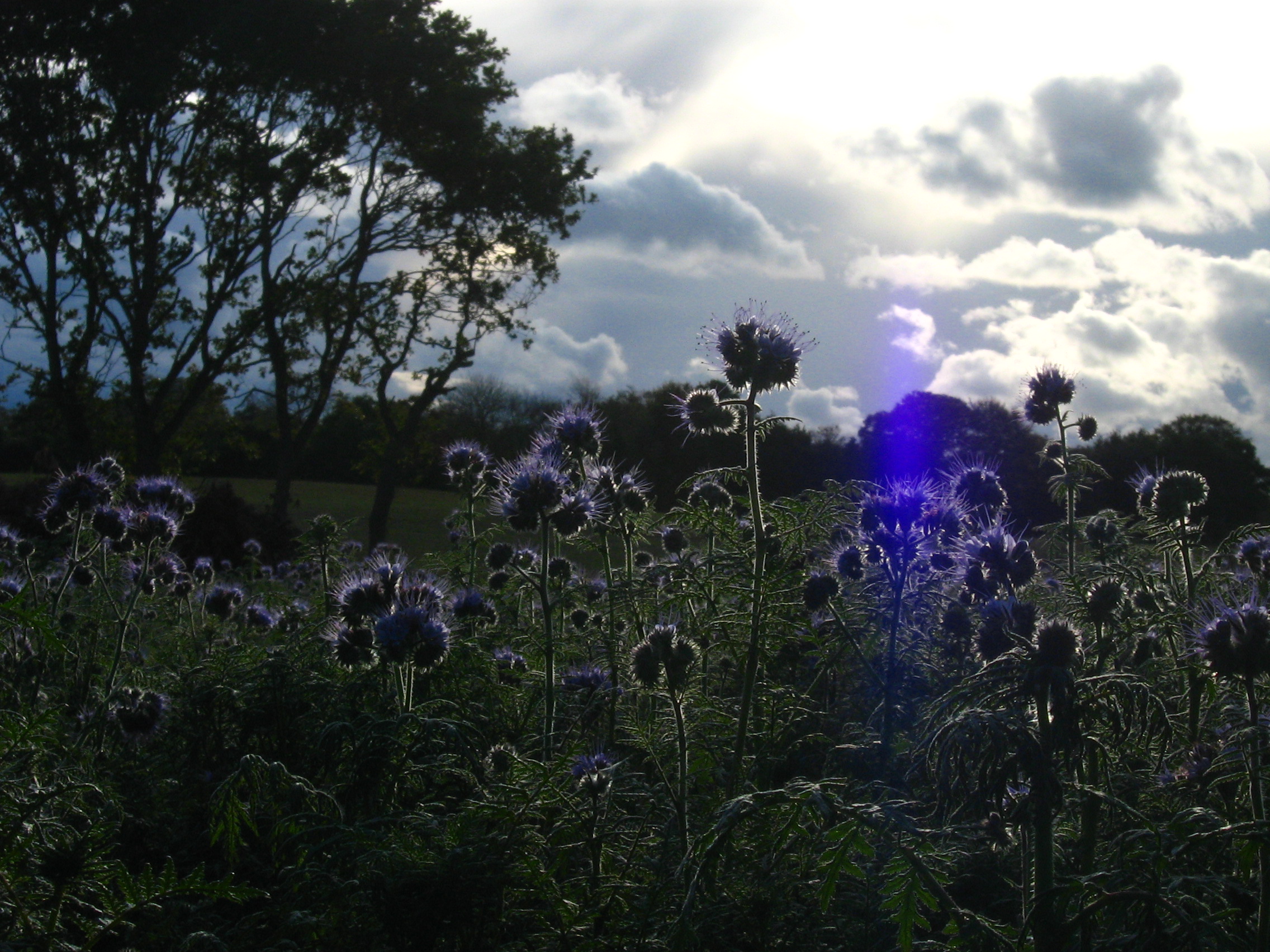 Fonds d'cran Nature Fleurs 