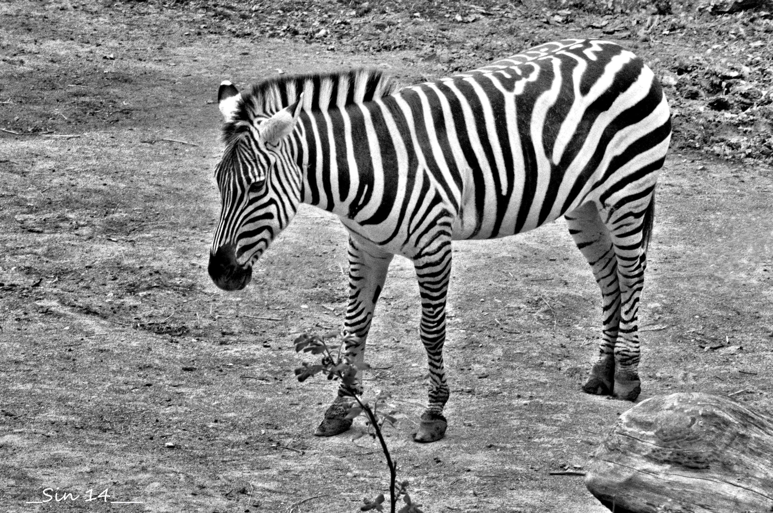 Fonds d'cran Animaux Zbres 