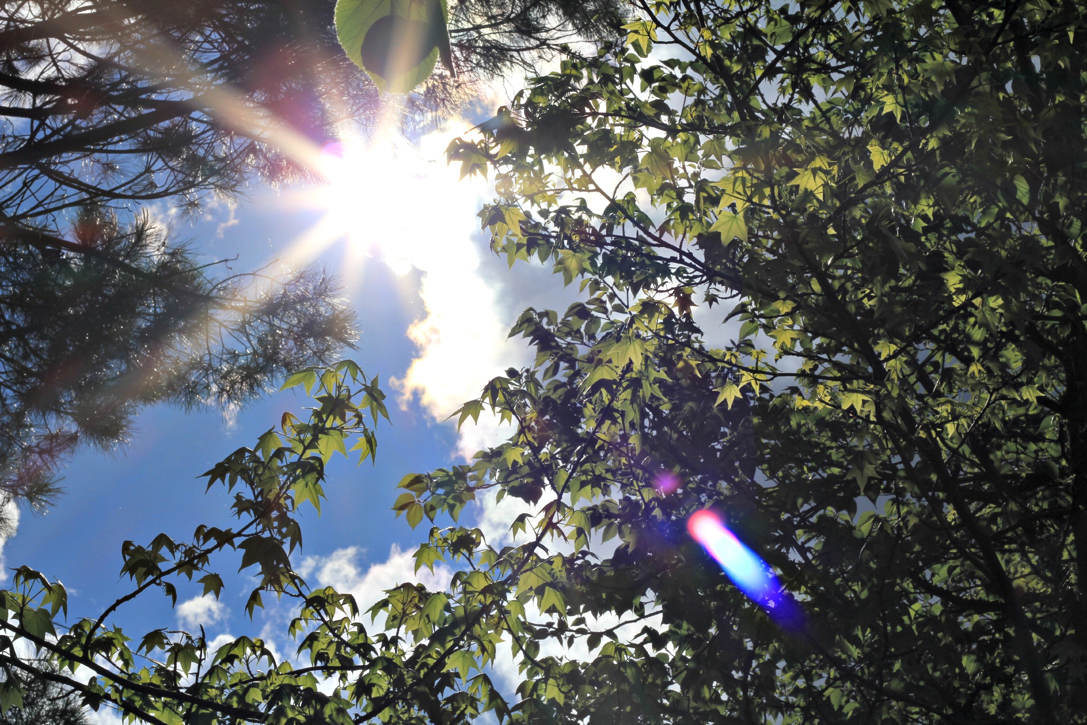 Fonds d'cran Nature Feuilles - Feuillages soleil dans les arbres