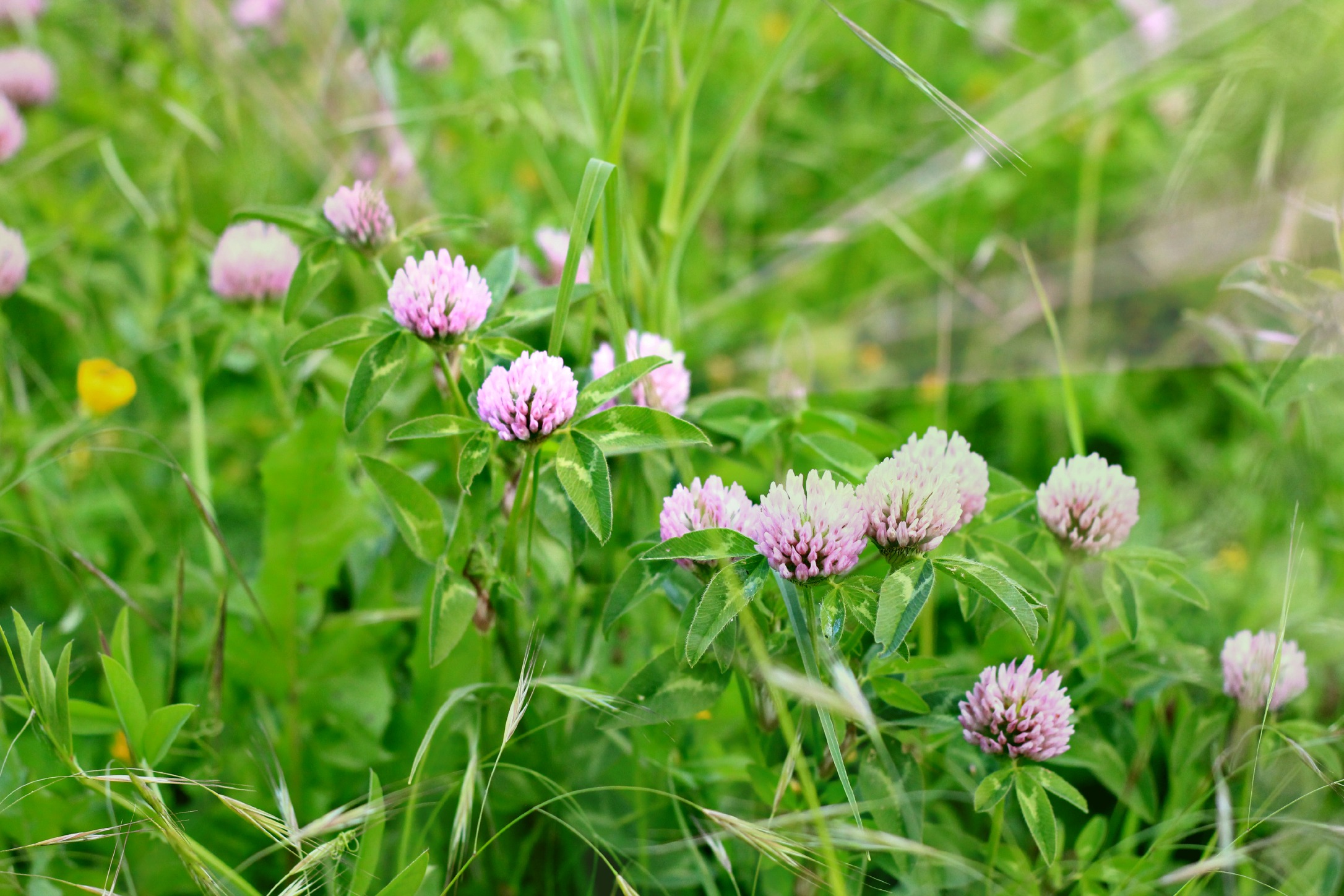 Fonds d'cran Nature Fleurs 