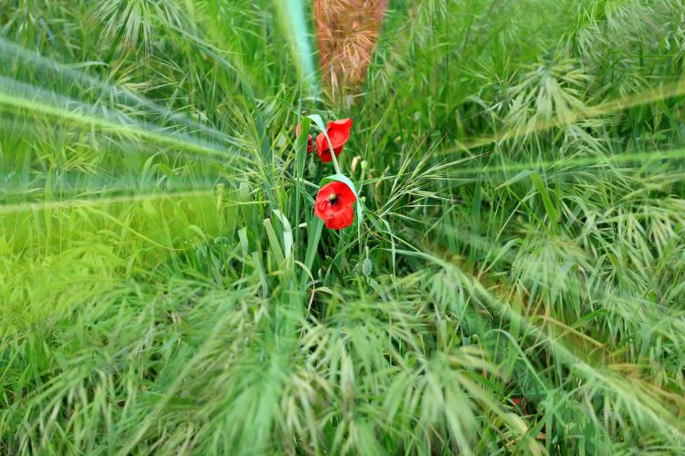 Wallpapers Nature Flowers coquelicot