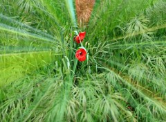  Nature coquelicot