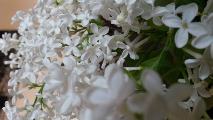 Fonds d'cran Nature Fleurs Lilas 