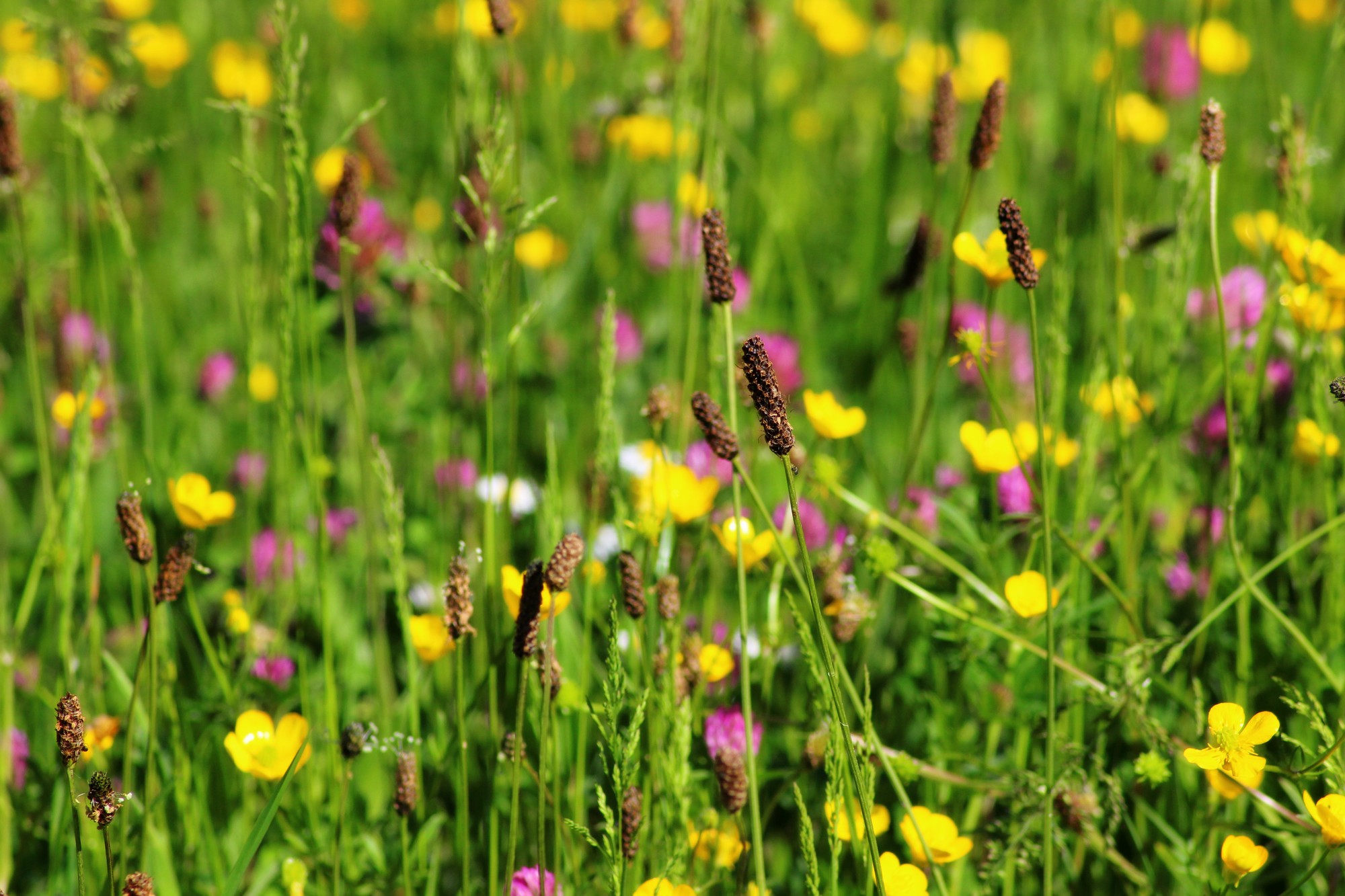 Wallpapers Nature Flowers Fleurs des champs