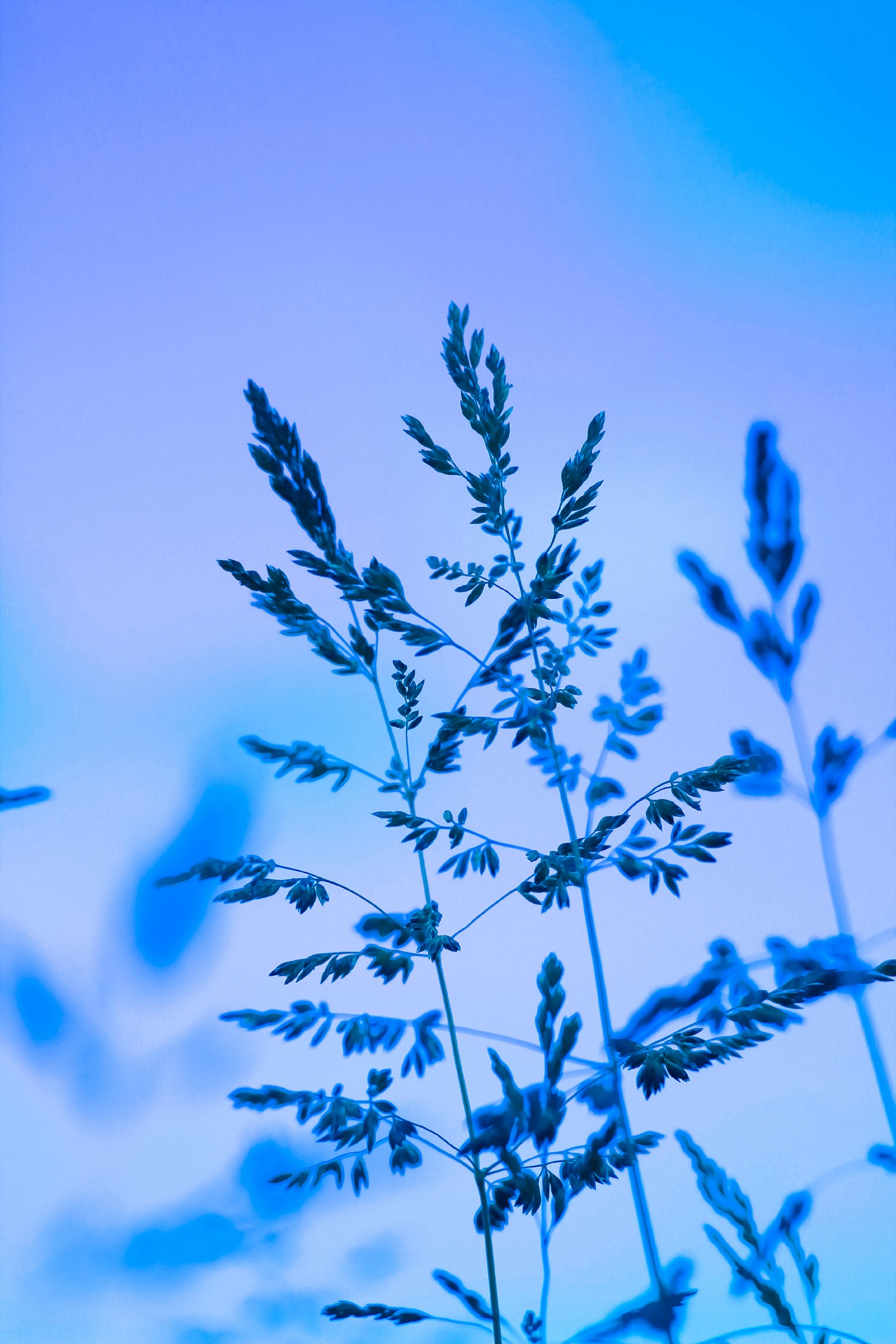 Wallpapers Nature Herbs herbe gelée