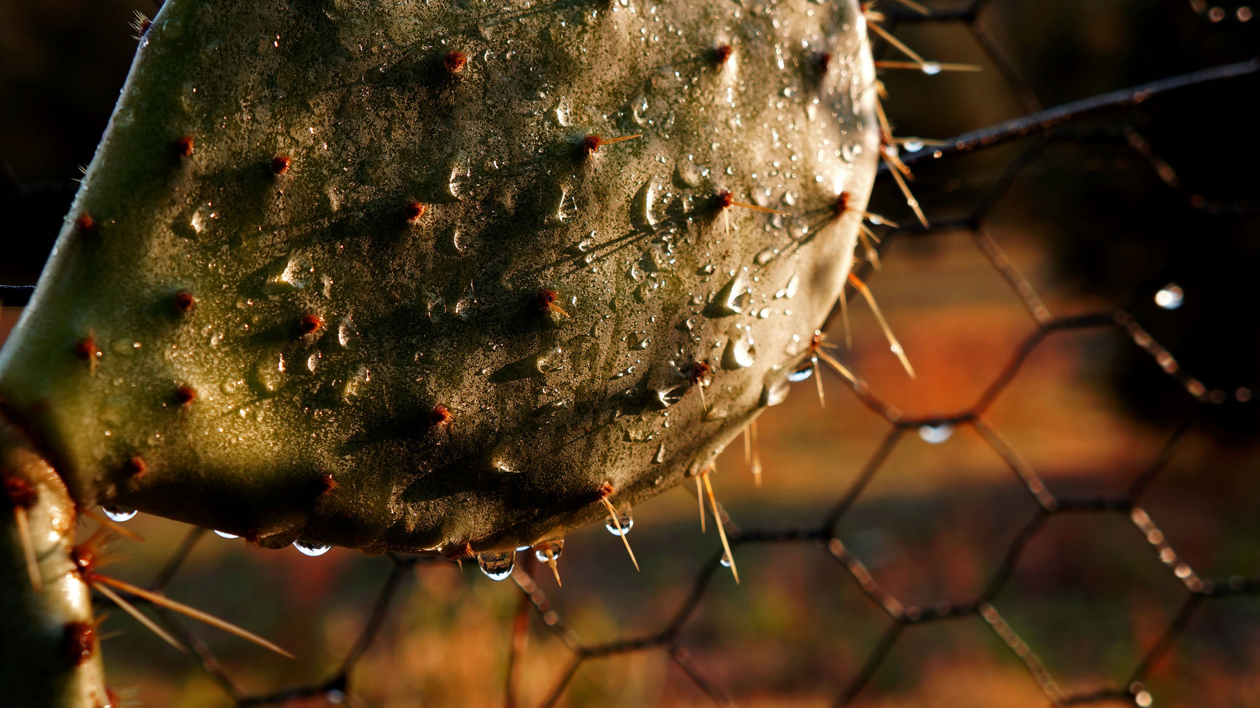 Fonds d'cran Nature Cactus The sun after rain