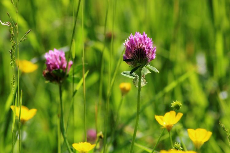 Wallpapers Nature Flowers Fleurs des champs