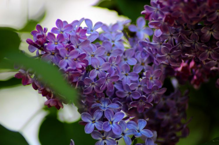 Wallpapers Nature Flowers Lilas