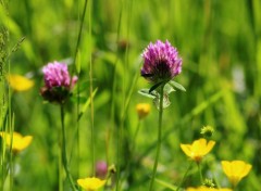  Nature Fleurs des champs