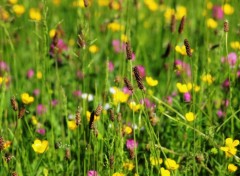  Nature Fleurs des champs