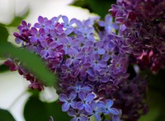  Nature Lilas