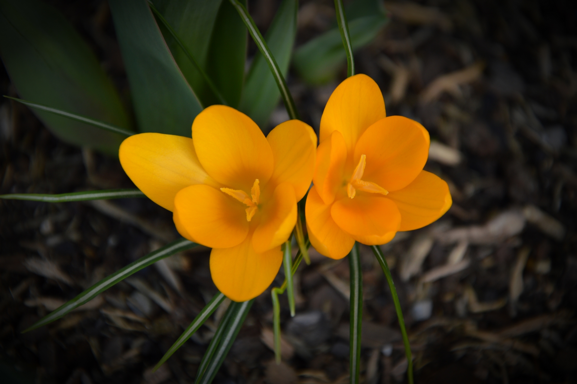 Fonds d'cran Nature Fleurs 