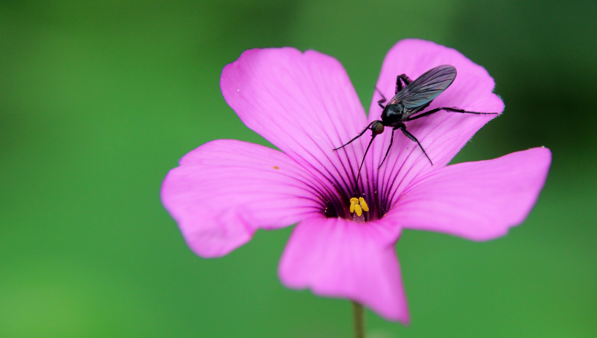 Wallpapers Animals Insects - Flies 