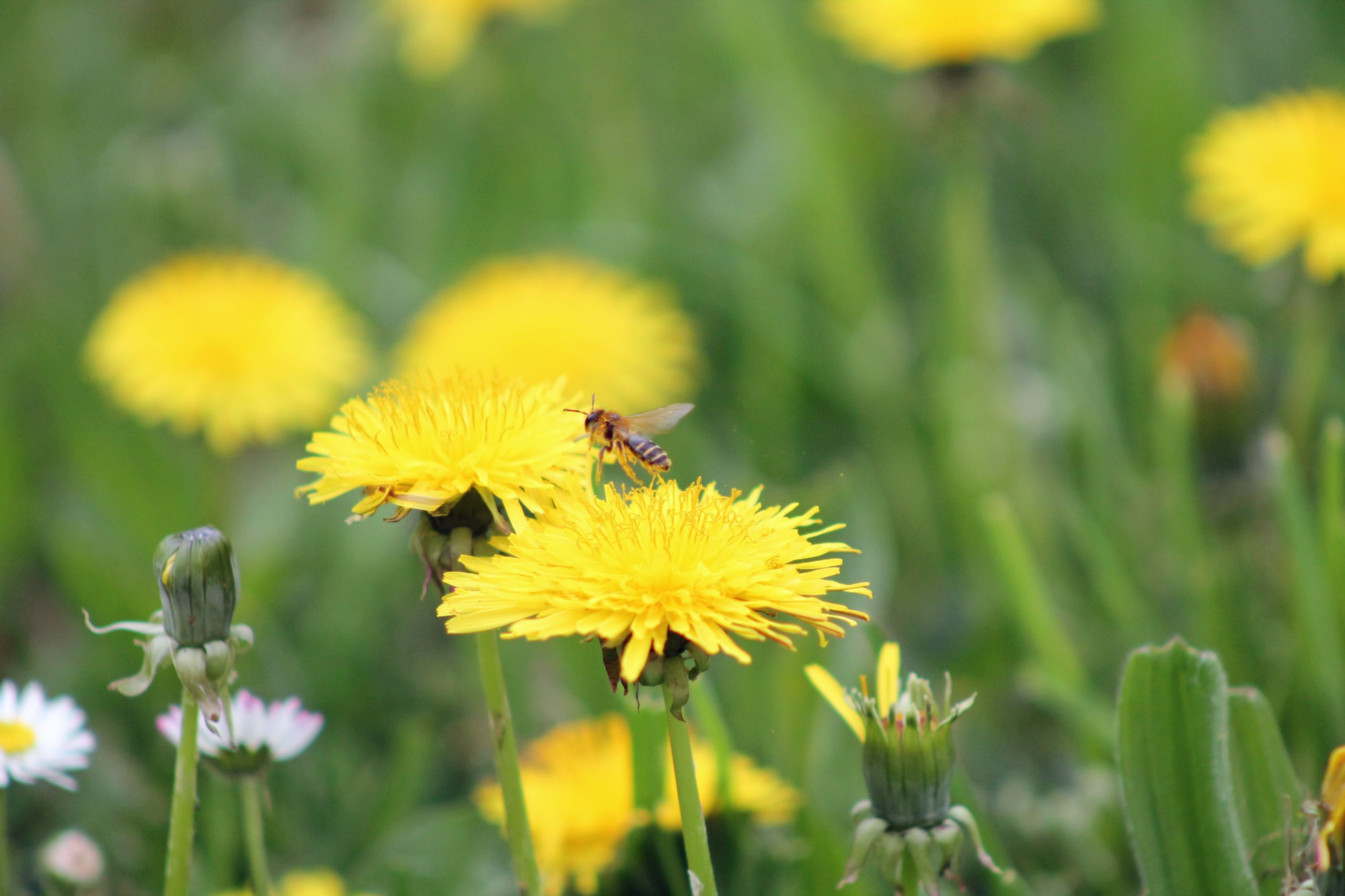 Fonds d'cran Animaux Insectes - Abeilles Gupes ... 