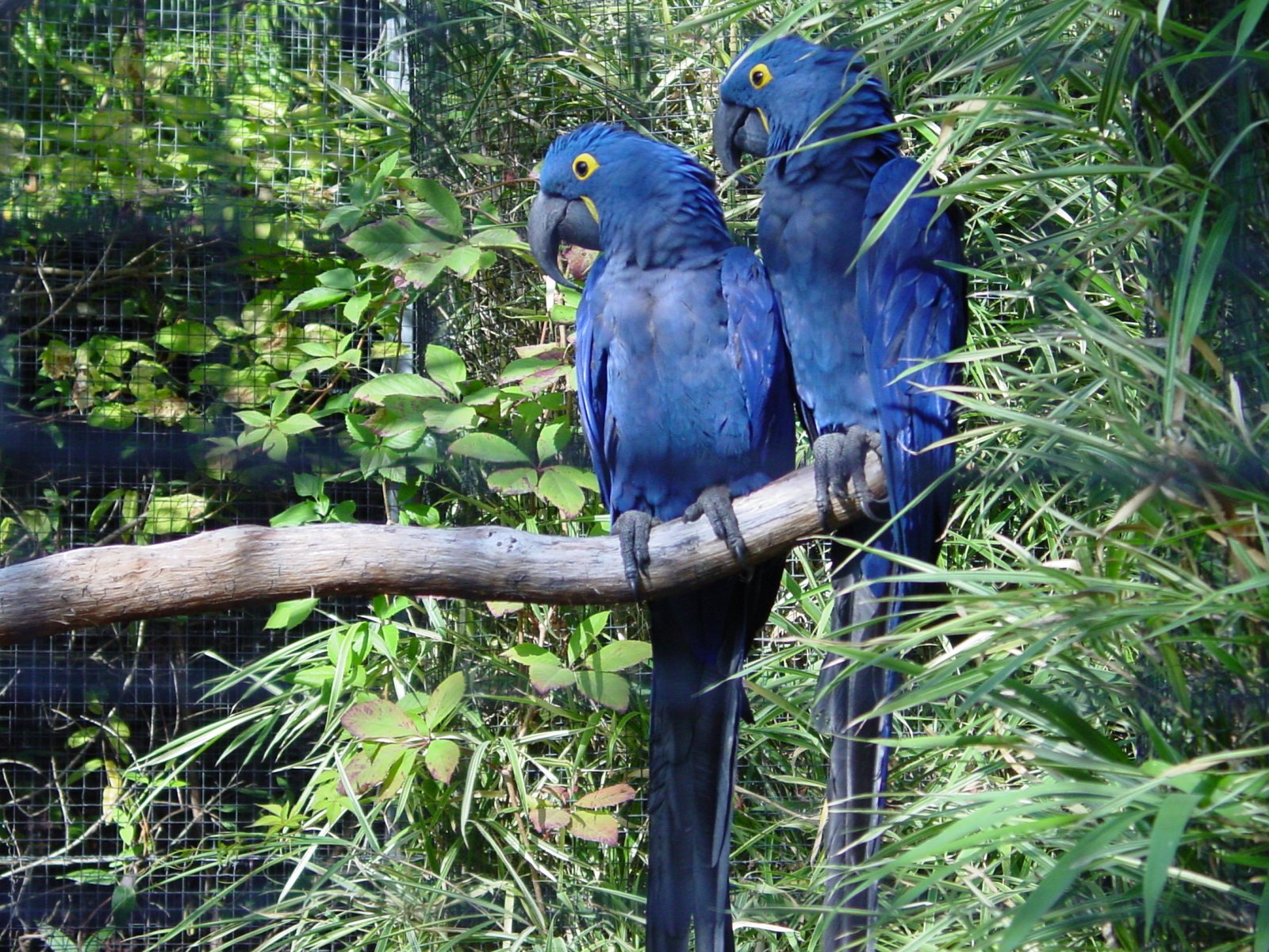 Fonds d'cran Animaux Oiseaux - Perroquets Animaux