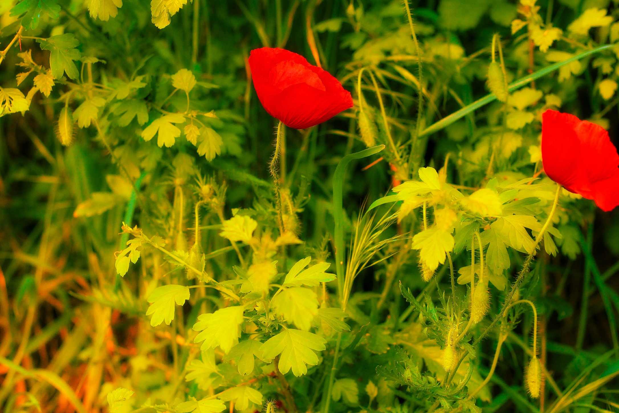 Wallpapers Nature Flowers coquelicot